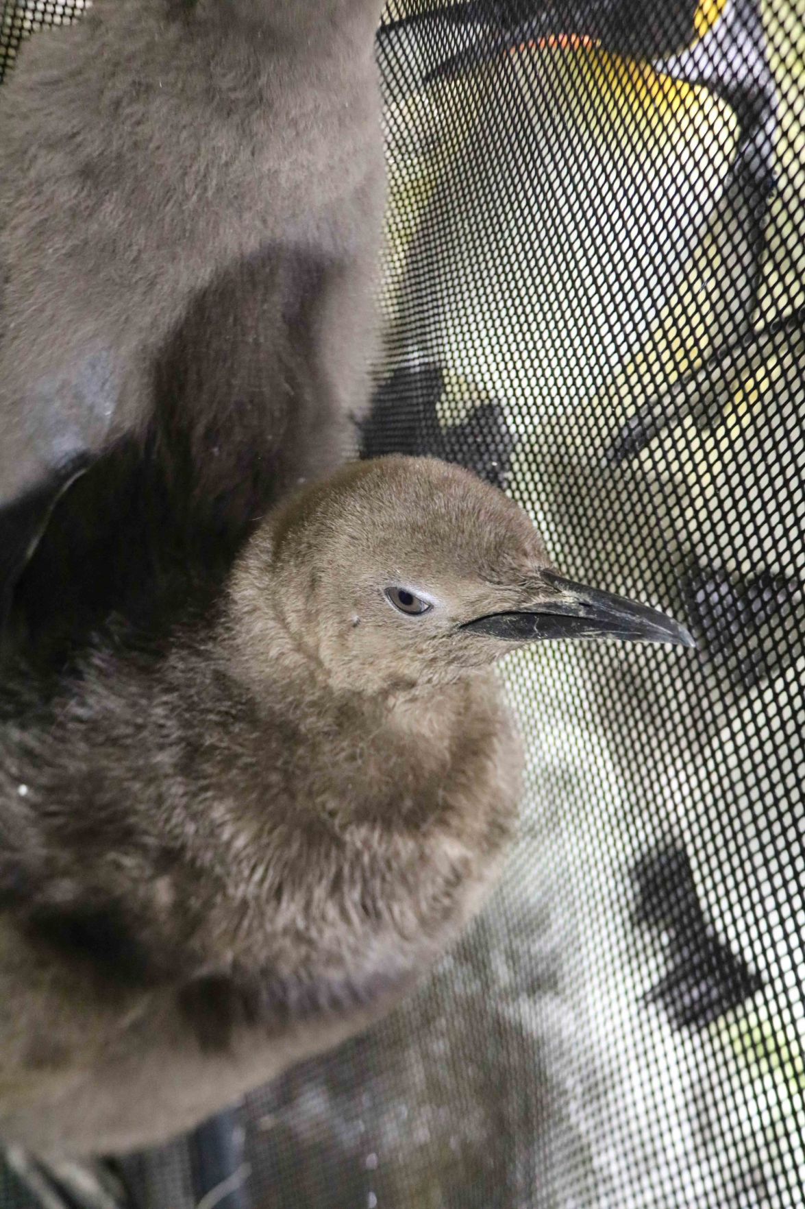 Chick Hatched on March 14